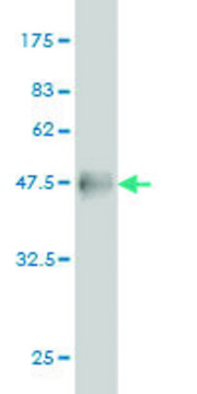 Monoclonal Anti-RTN2 antibody produced in