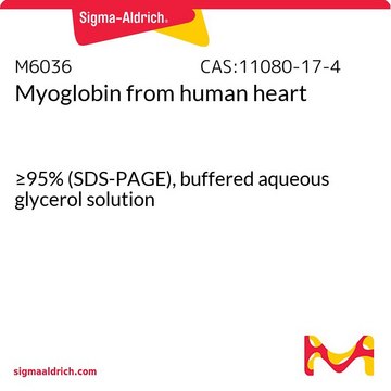 Myoglobin from human heart