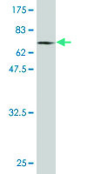 Monoclonal Anti-PHKG2 antibody produced in