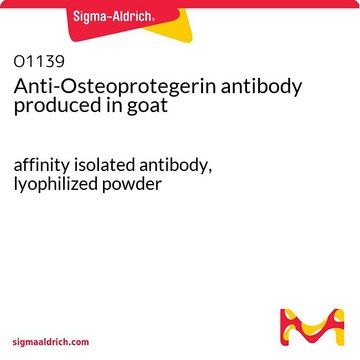 Anti-Osteoprotegerin antibody produced in goat