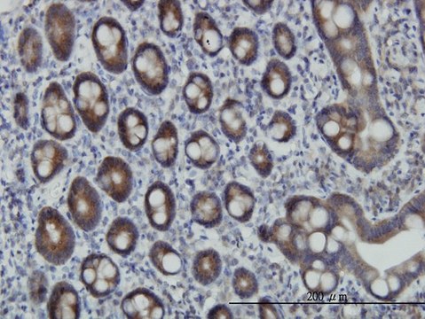 Monoclonal Anti-ZNF259 antibody produced in