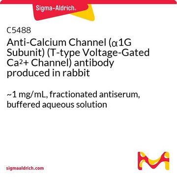 Anti-Calcium Channel (?1G Subunit) (T-type