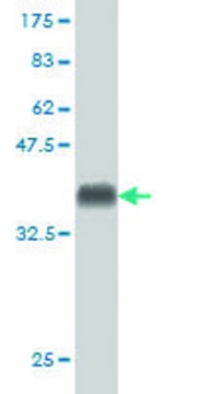 Monoclonal Anti-CSPG5 antibody produced in