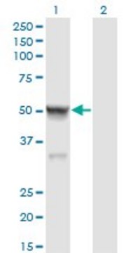 Monoclonal Anti-CASQ2 antibody produced in