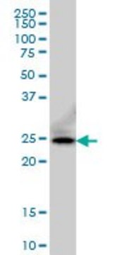 Monoclonal Anti-FADD antibody produced in