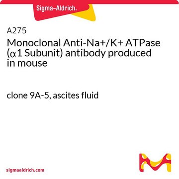 Monoclonal Anti-Na?/K? ATPase (?1 Subunit)