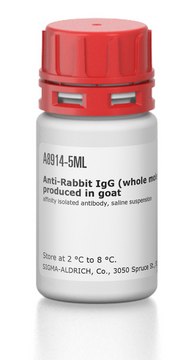 Anti-Rabbit IgG (whole molecule)?Agarose antibody