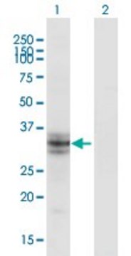 Monoclonal Anti-B3GALT6 antibody produced in