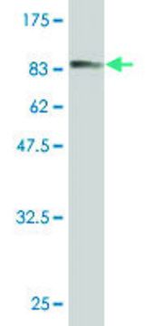 Monoclonal Anti-C6orf32 antibody produced in