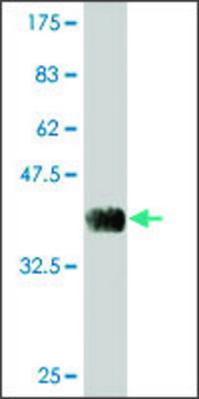 Monoclonal Anti-PRSS27 antibody produced in