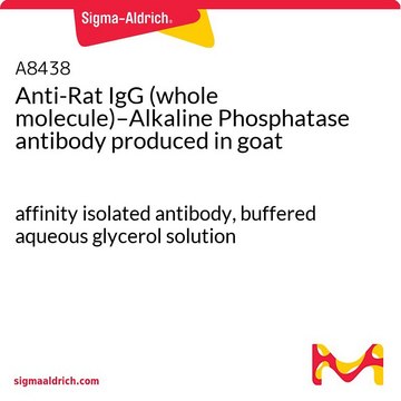 Anti-Rat IgG (whole molecule)–Alkaline Phosphatase