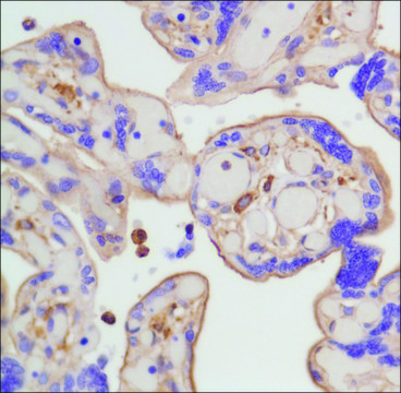 Anti-beta-Actin antibody, Rabbit monoclonal