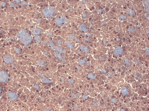 Monoclonal Anti-GABRB3 antibody produced in