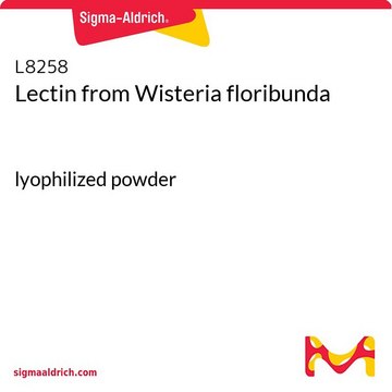 Lectin from Wisteria floribunda