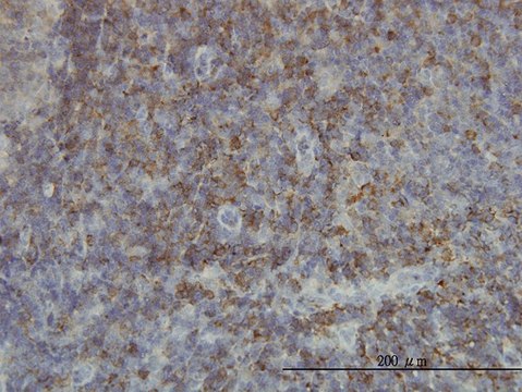 Monoclonal Anti-SH2D3C antibody produced in