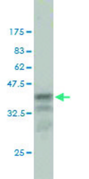 Monoclonal Anti-CCT7 antibody produced in