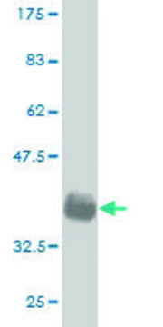 Monoclonal Anti-GML antibody produced in