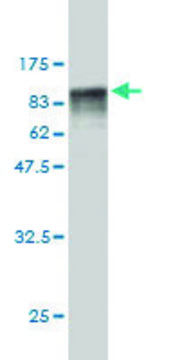 Monoclonal Anti-C16orf9 antibody produced in