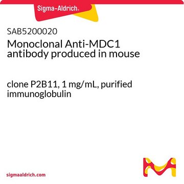 Monoclonal Anti-MDC1 antibody produced in