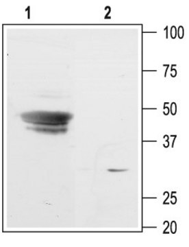 Anti-Potassium Channel KIR3.3 (GIRK3) antibody