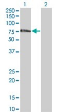 Monoclonal Anti-ZNF18 antibody produced in