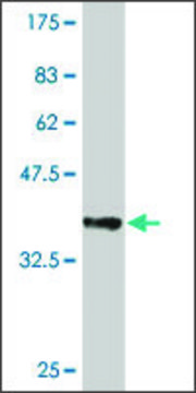 Monoclonal Anti-UBE2D4 antibody produced in