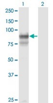 Monoclonal Anti-PCDHGB2 antibody produced in