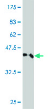 Monoclonal Anti-ZSCAN1 antibody produced in