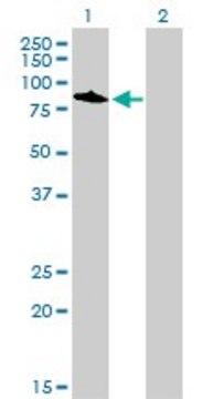 Monoclonal Anti-TOP3B antibody produced in