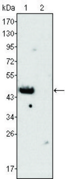 Monoclonal Anti-GATA4 antibody produced in