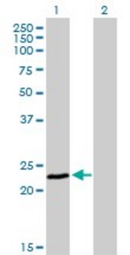 Monoclonal Anti-FXN antibody produced in