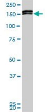 Monoclonal Anti-MLLT10 antibody produced in