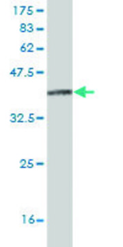 Monoclonal Anti-ITGA8 antibody produced in