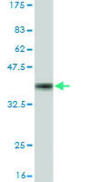 Monoclonal Anti-TRIM23 antibody produced in