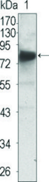 Monoclonal Anti-NTRK3 antibody produced in