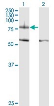 Monoclonal Anti-ITGB8 antibody produced in