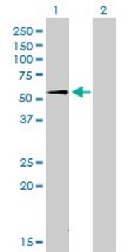 Monoclonal Anti-SUOX antibody produced in