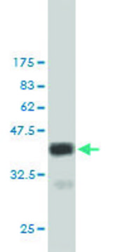 Monoclonal Anti-MERTK antibody produced in