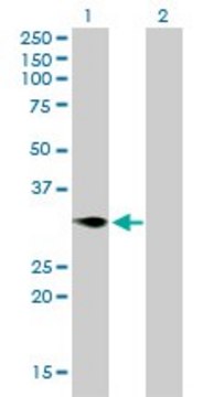 Monoclonal Anti-TNFRSF7 antibody produced in