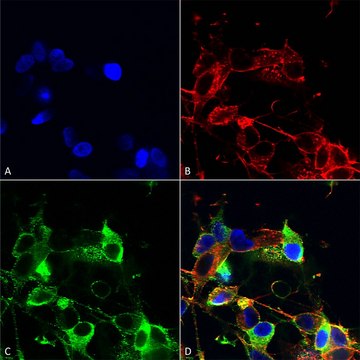 Monoclonal Anti-Glua1/Glur1 antibody produced in