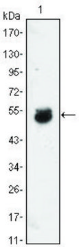 Monoclonal Anti-BMP4 antibody produced in