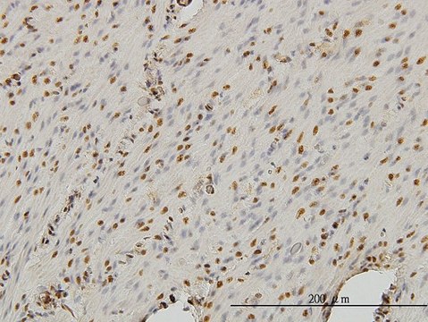 Monoclonal Anti-STAG1 antibody produced in