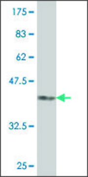 Monoclonal Anti-TIE1 antibody produced in