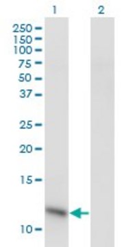Monoclonal Anti-C6orf115 antibody produced in