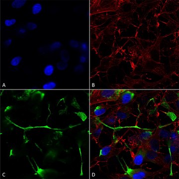 Monoclonal Anti-Pink1 antibody produced in