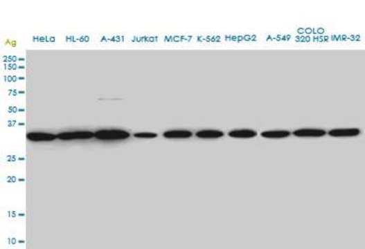 Monoclonal Anti-SUPT3H antibody produced in
