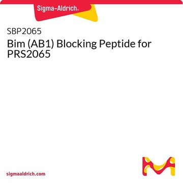 Bim (AB1) Blocking Peptide for