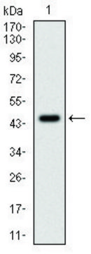 Monoclonal Anti-PPP1CA antibody produced in