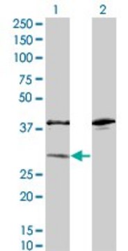Monoclonal Anti-SULT1A1 antibody produced in