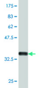 Monoclonal Anti-PRPS1L1 antibody produced in